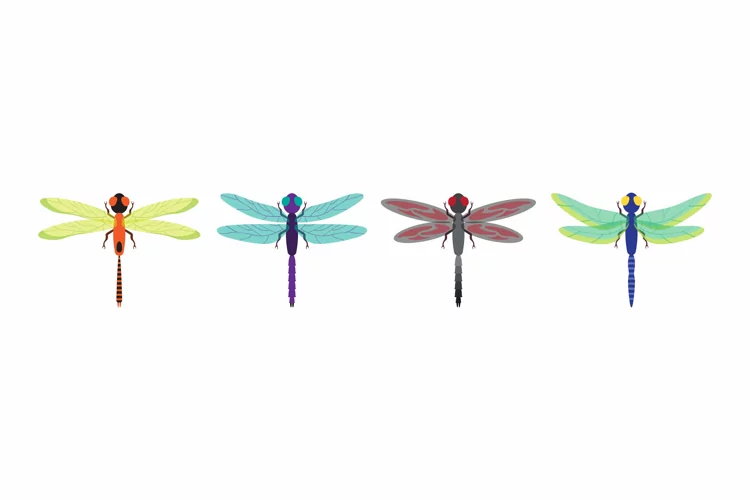 Dragonfly Illustrations