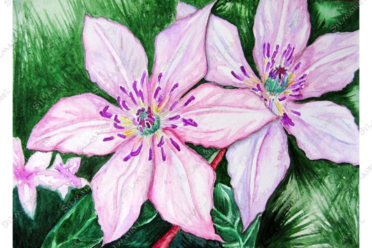 Watercolor pair couple pink clematis flowers nature