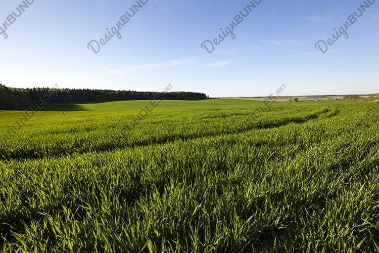 unripe cereals - example image 1