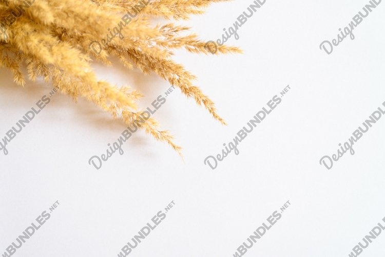 Ears Clipart Image 19