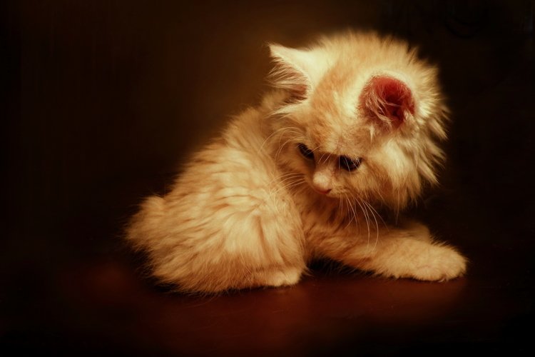 Kitty Clipart Image 23