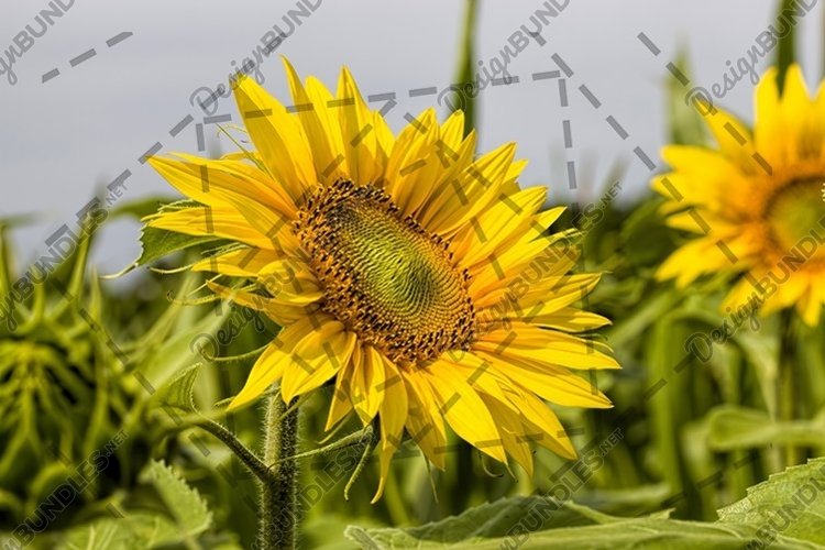 Grow Clipart