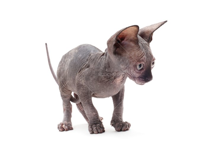 bald cat sphinx example image 1