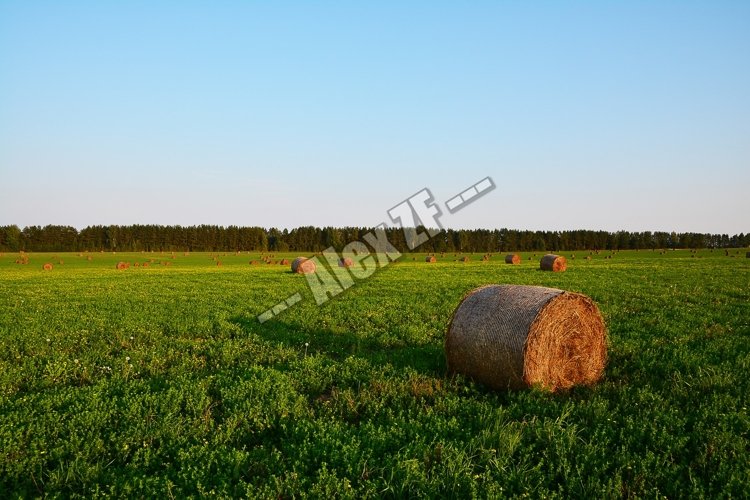 Wheat Clipart Image 15