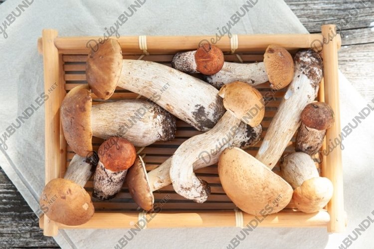 Mushroom Clipart Image 20