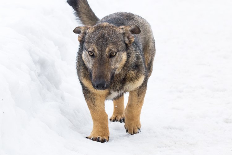 Puppy Clipart Image 2