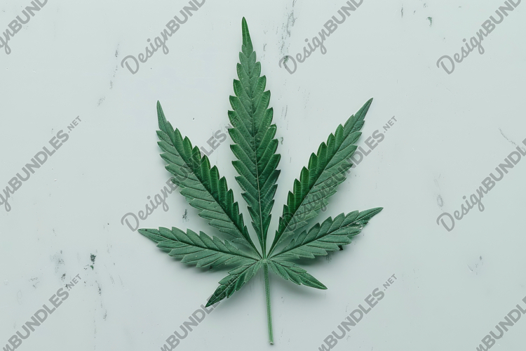 Leaf Texture Image 16