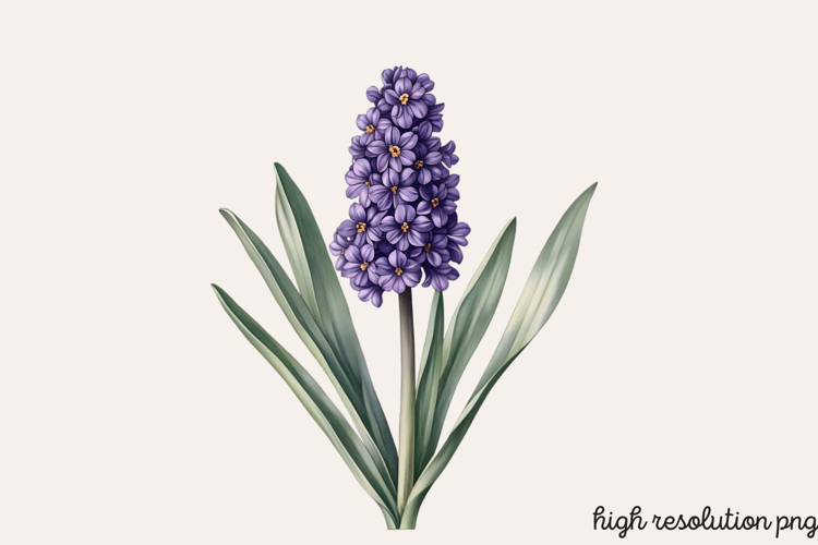 Spring Hyacinth Flower Clipart PNG