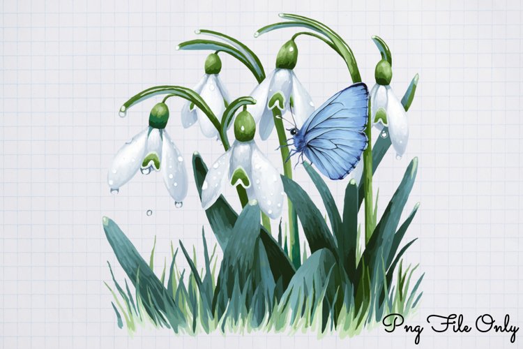 Snowdrops Clipart PNG