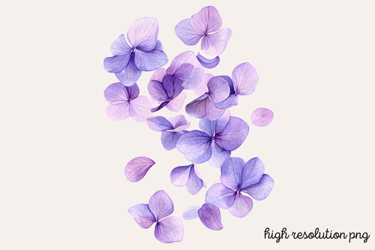 Lilac Illustration Image 3