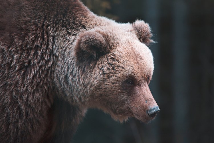Bear Face Clipart Image 19