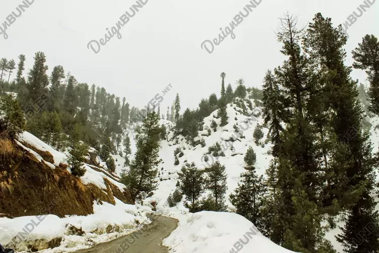 Breathtaking view of the trees on the snow-covered