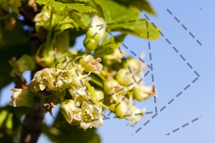 blossoming of blackcurrant