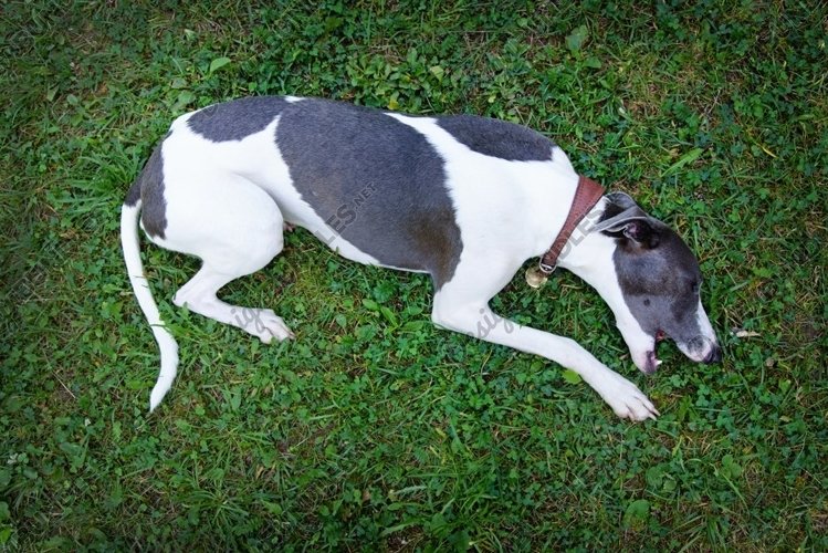 A dog breeds whippet lies on grass example image 1