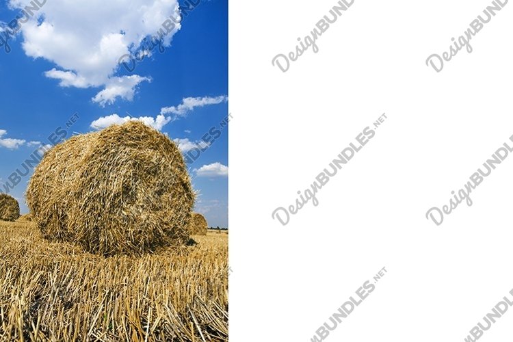 Wheat Clipart Image 22