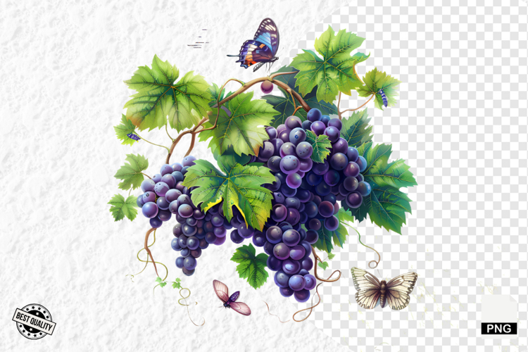 Grape Vine Clipart Image 2