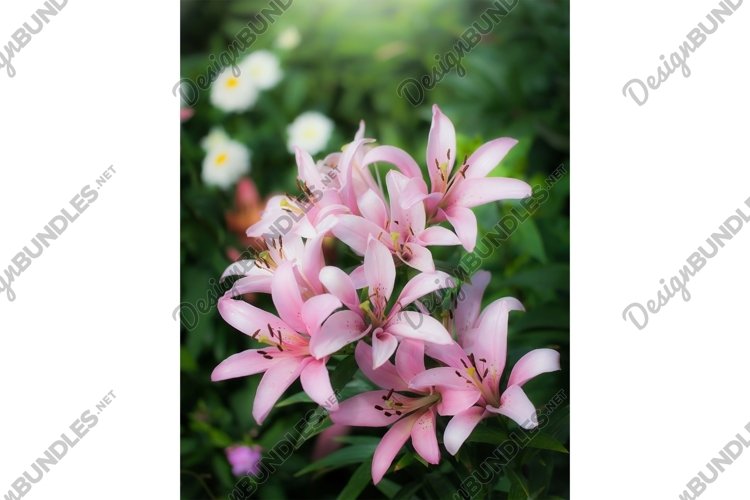 Flower Garden Clipart Image 18