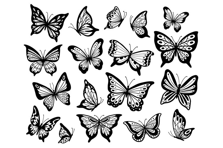 Drawing Butterflies Stencil Butterfly Moth Wings And Flyin 988282 