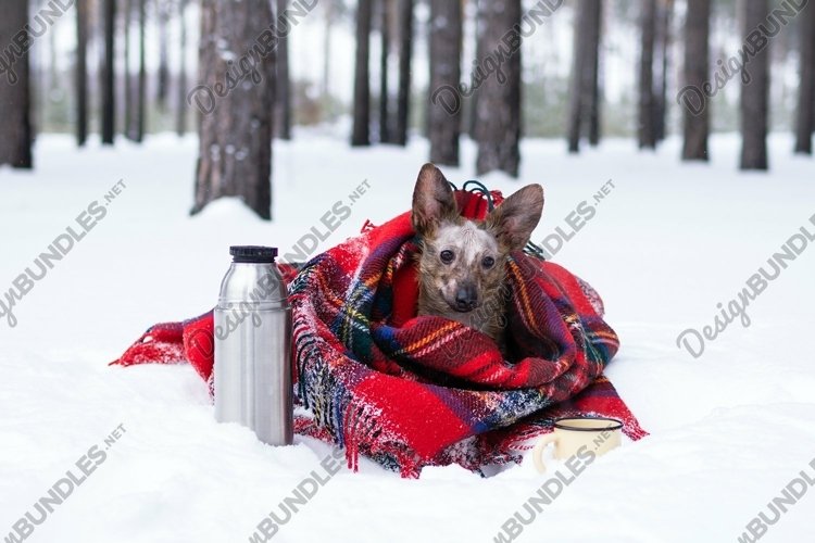 Little dog with big ears wrapped in red checkered plaid. example image 1