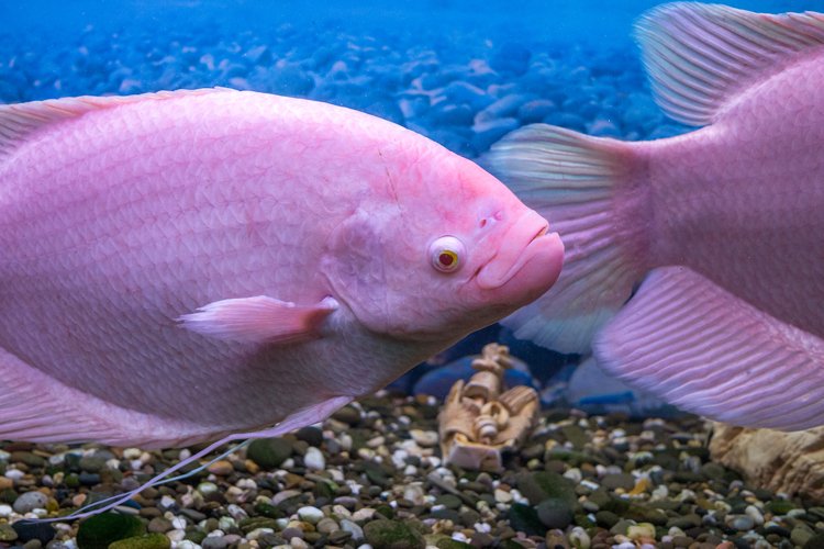 Red Parrot Cichlid in the water in an aquarium example image 1
