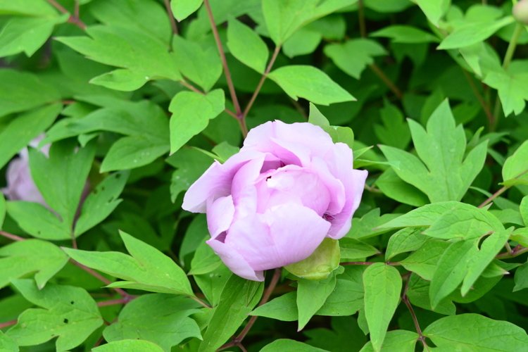 blooming flowers in the garden