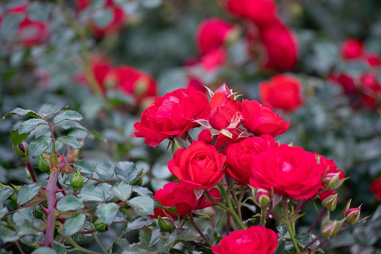 Stock Photo - Rose flower on a green blur background. example image 1