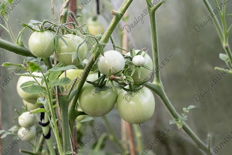 Vegetable Garden Clipart Image 17