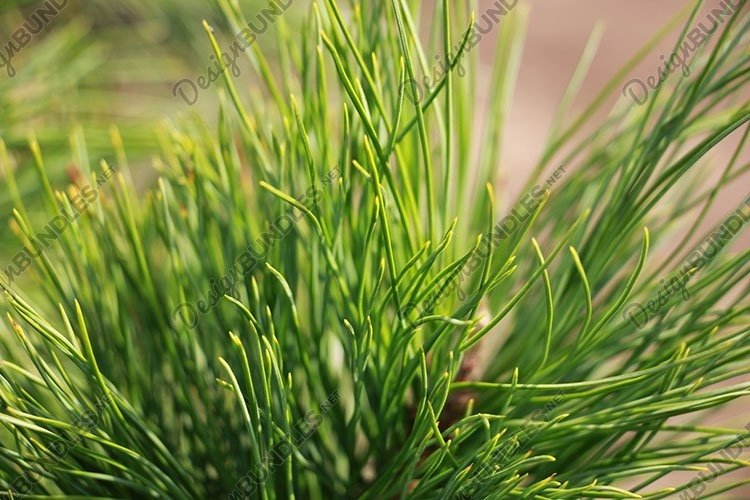 Park Background Image 2