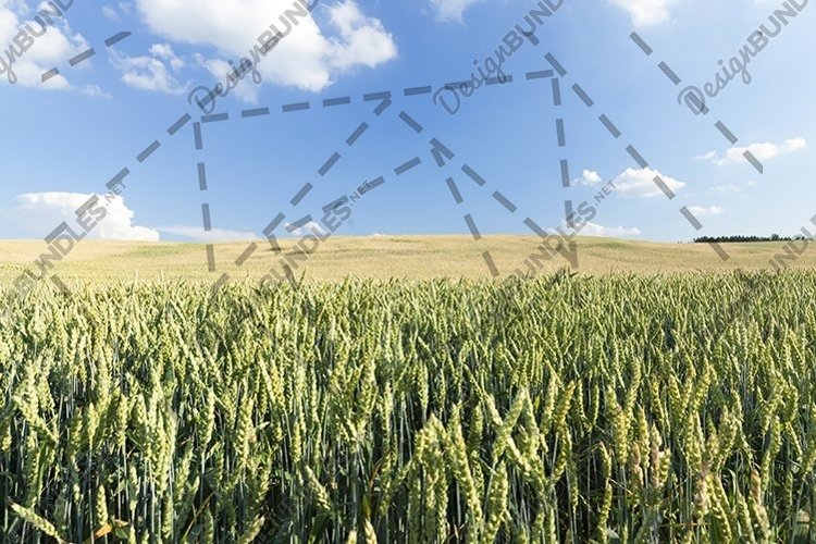 Wheat Clipart Image 3