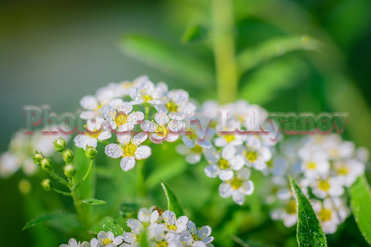 Garden Background Image 20