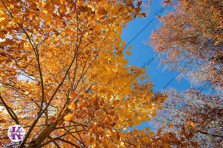 Autumn Trees photo example image 1