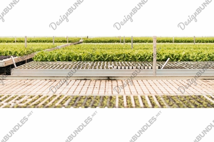 Seedling Clipart Image 15