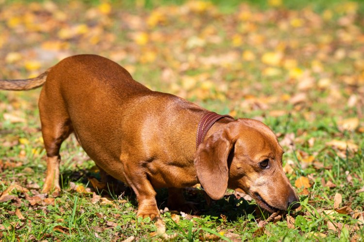 Puppy Clipart Image 8