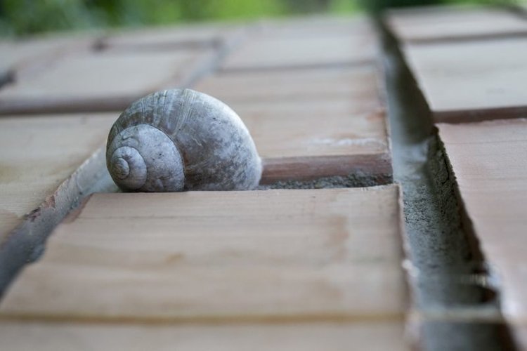 Snail Clipart Image 24