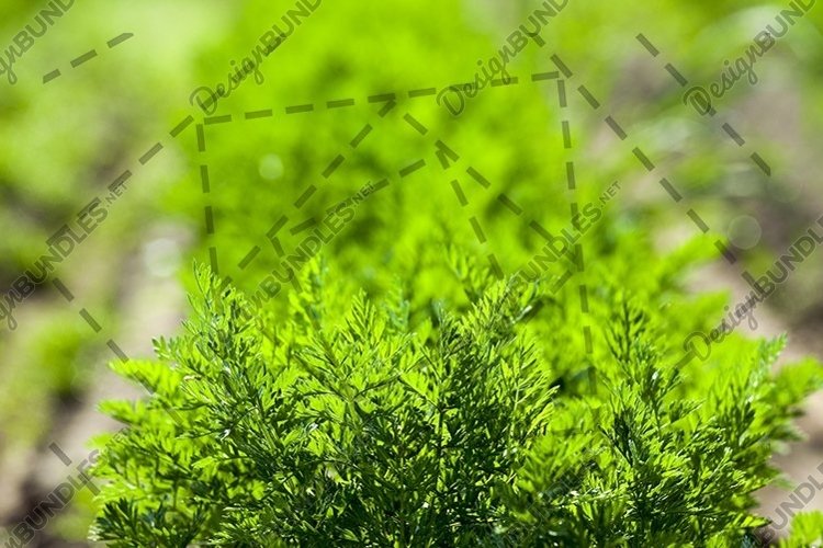 Field with carrot