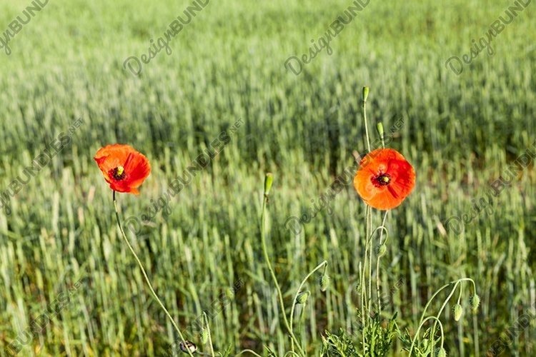 Wheat Clipart Image 12