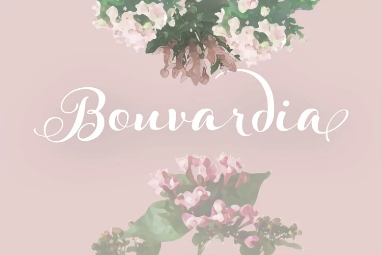 Bouvardia