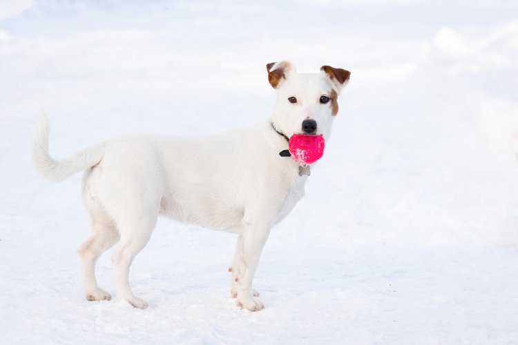 Puppy Clipart Image 8