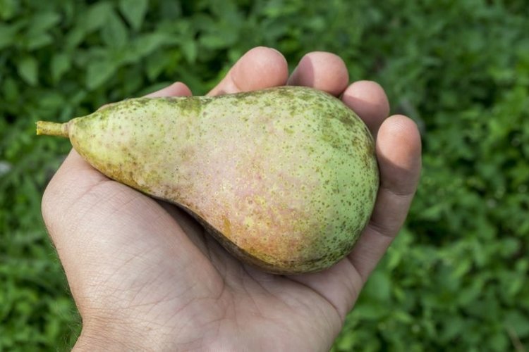 Pear Clipart Image 15