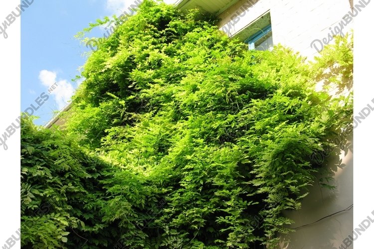 Green tree plant branch nature on the house photo
