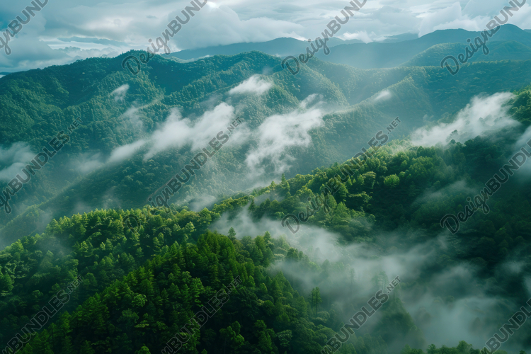 Forest Wallpaper Image 5