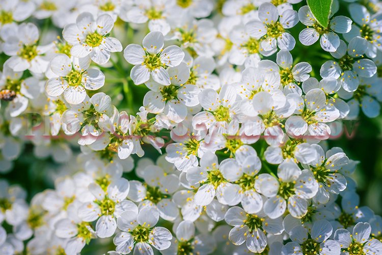 Garden Background Image 11