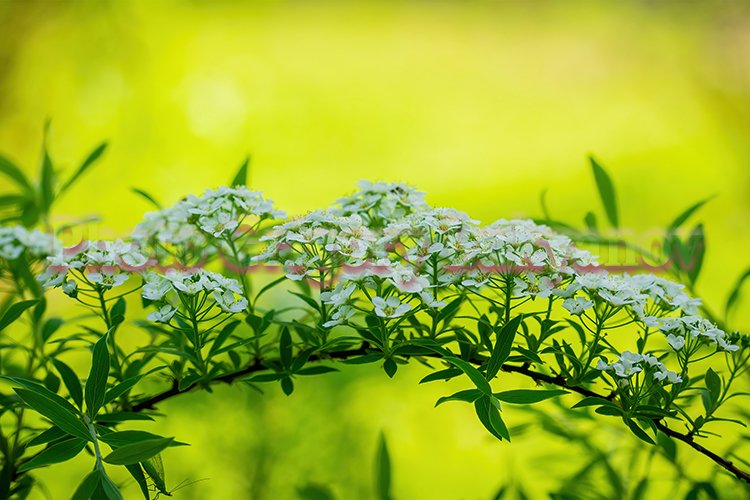 Garden Background Image 14