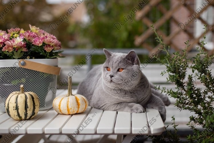 Blue British Shorthair cat on a white table with pumpkins. example image 1
