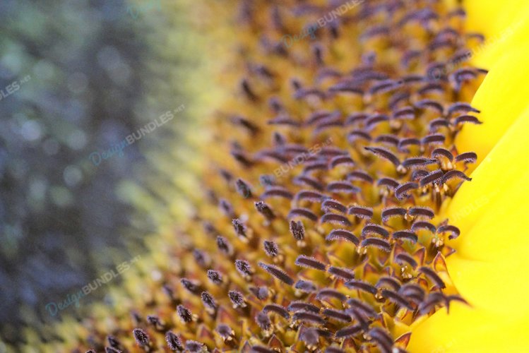 Sunflower Background Image 24