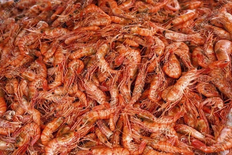 Shrimp Clipart Image 17