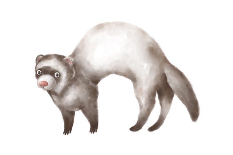 Ferret Clipart Image 20