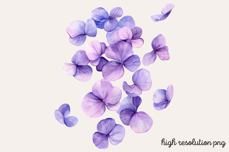 Lilac Illustration Image 2