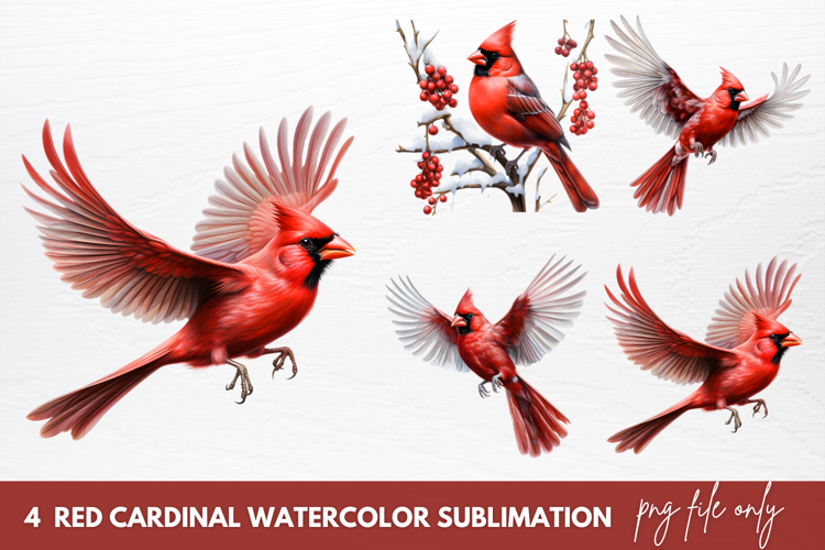 Cardinal Clipart Image 4