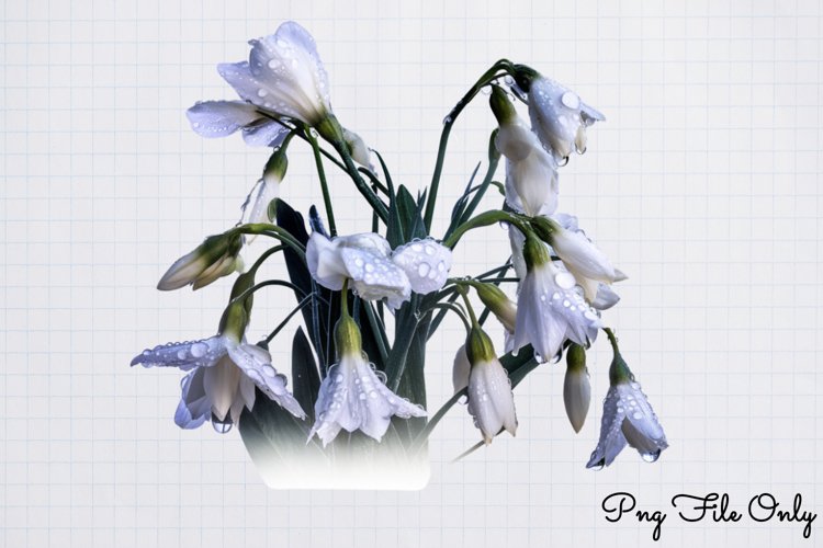 Mooflowers Clipart PNG example image 1